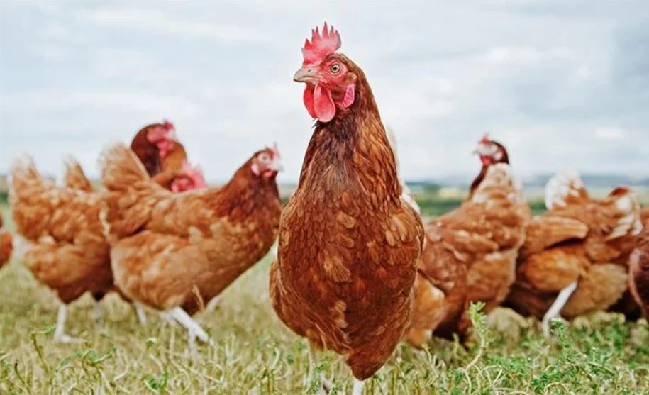 Tavuk Çiftliği Kurmak Tavuk Yetiştiriciliği