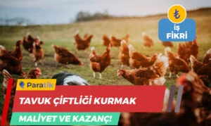 Tavuk Çiftliği Kurmak