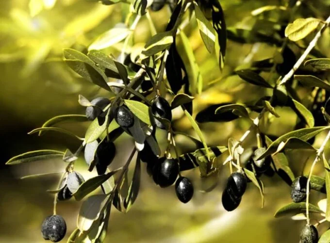Bim Zeytin Fiyatı