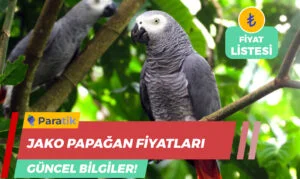 biyometrik fotoğraf fiyatları Jako Papağan Fiyatları