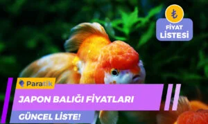 Japon Balığı Fiyatları