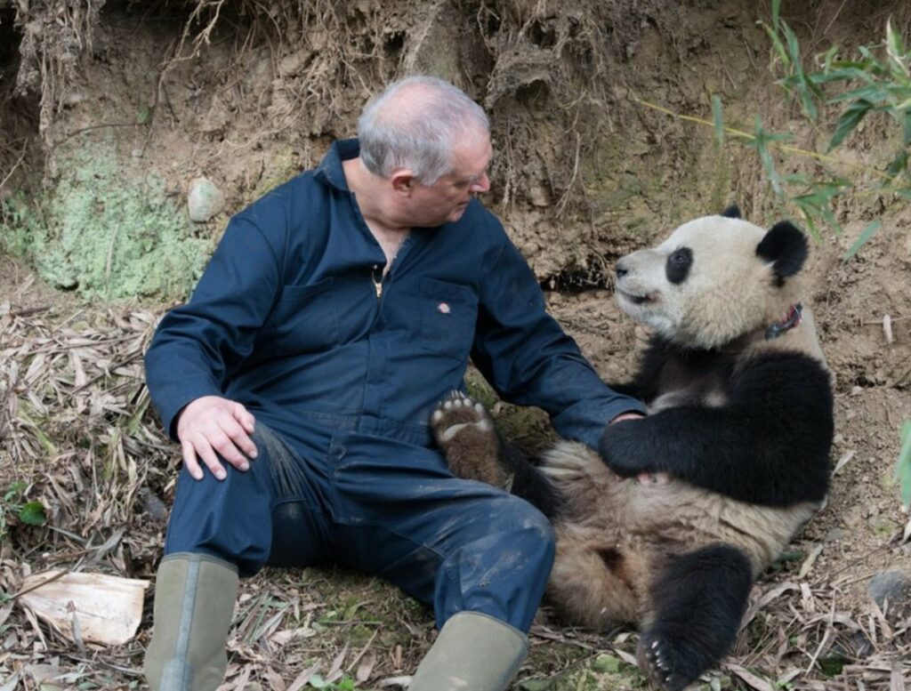Panda Bakıcısı