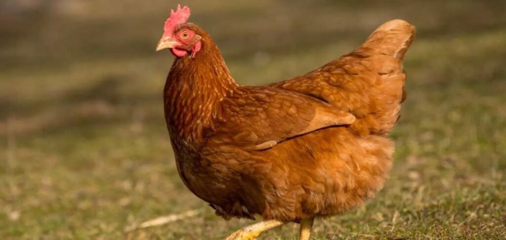 Tavuk Çiftliği Kurmak İçin Hangi Türlere Odaklanılmalı?