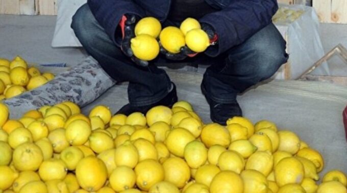 Yatak Limonu